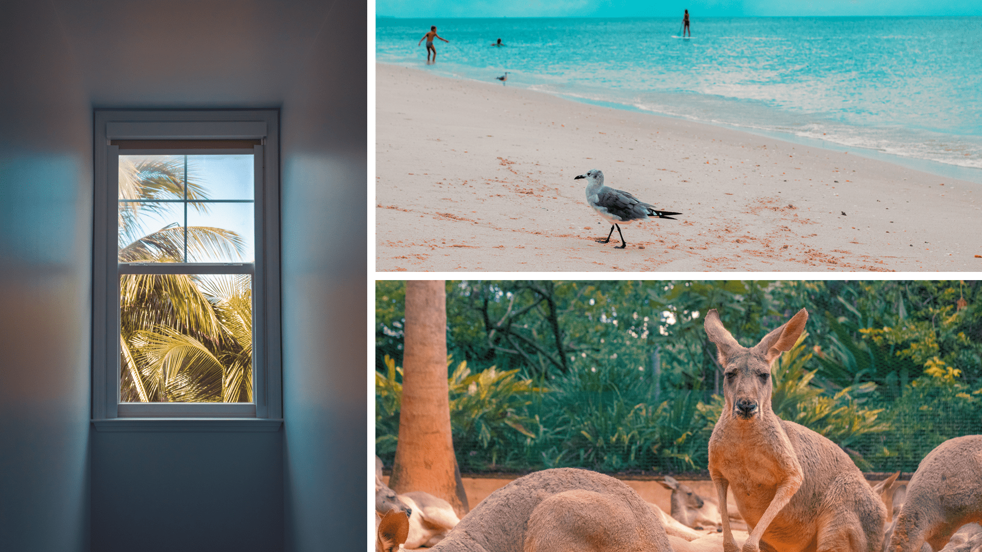 3 photographs from Florida, an open window, a seagull on a beach and a kangaroo.