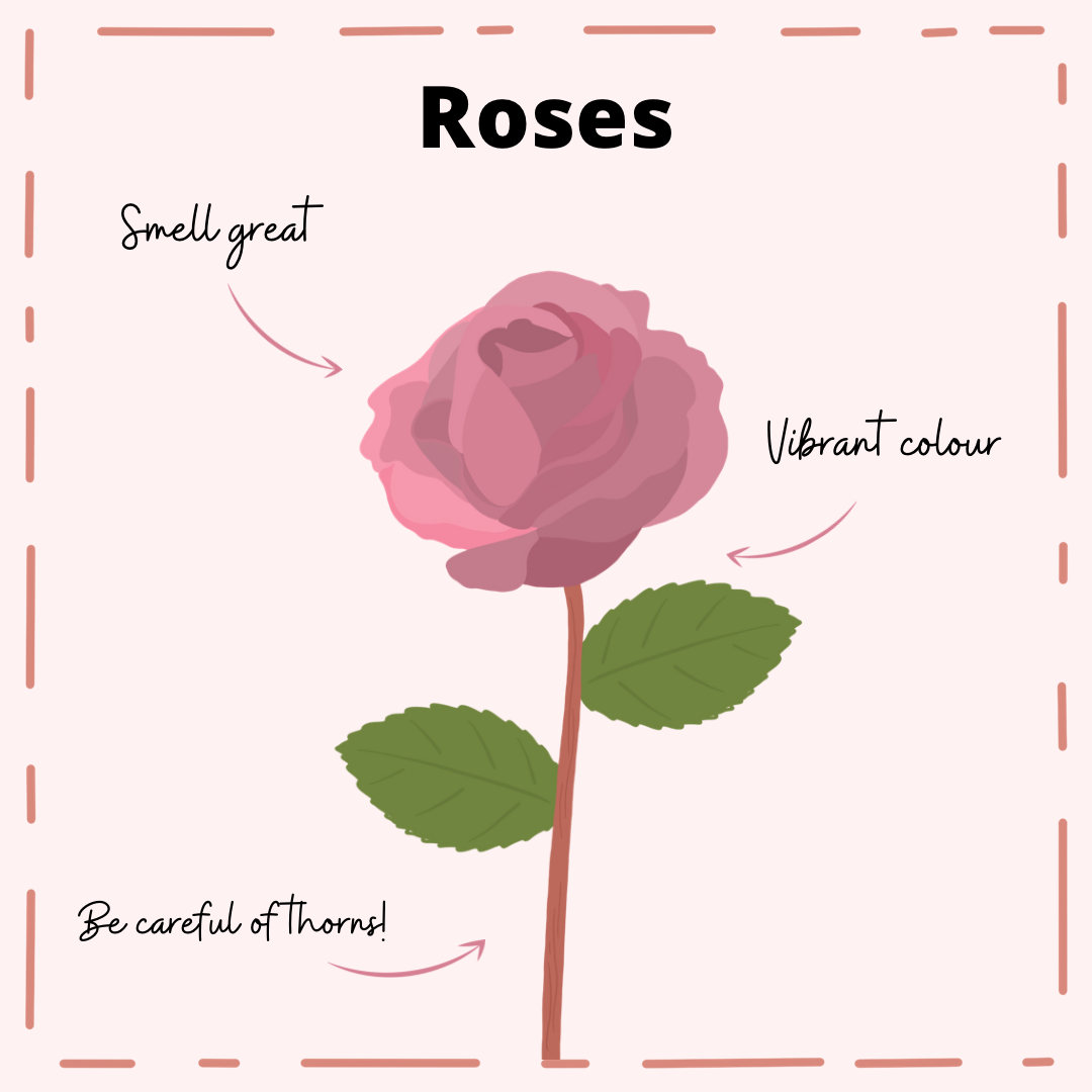 An illustrated rose surrounded by text detailing why roses are a good pet friendly flower
