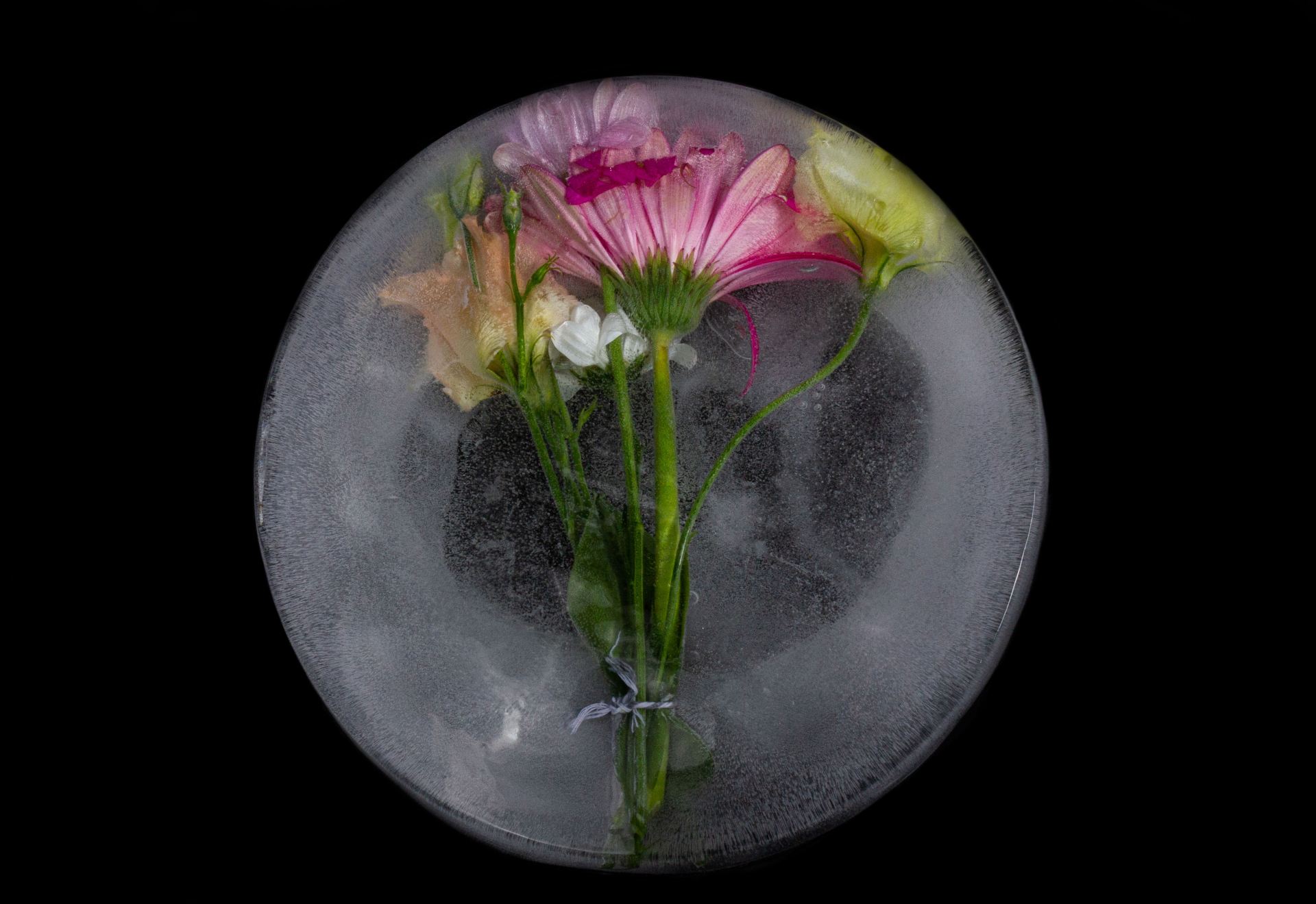 pink flower in ice