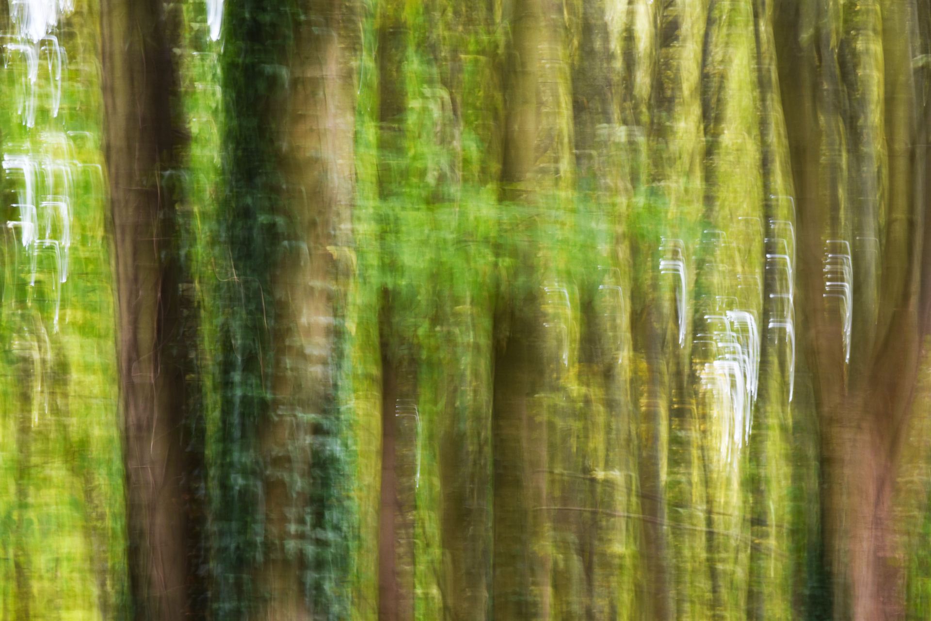 blurry forest