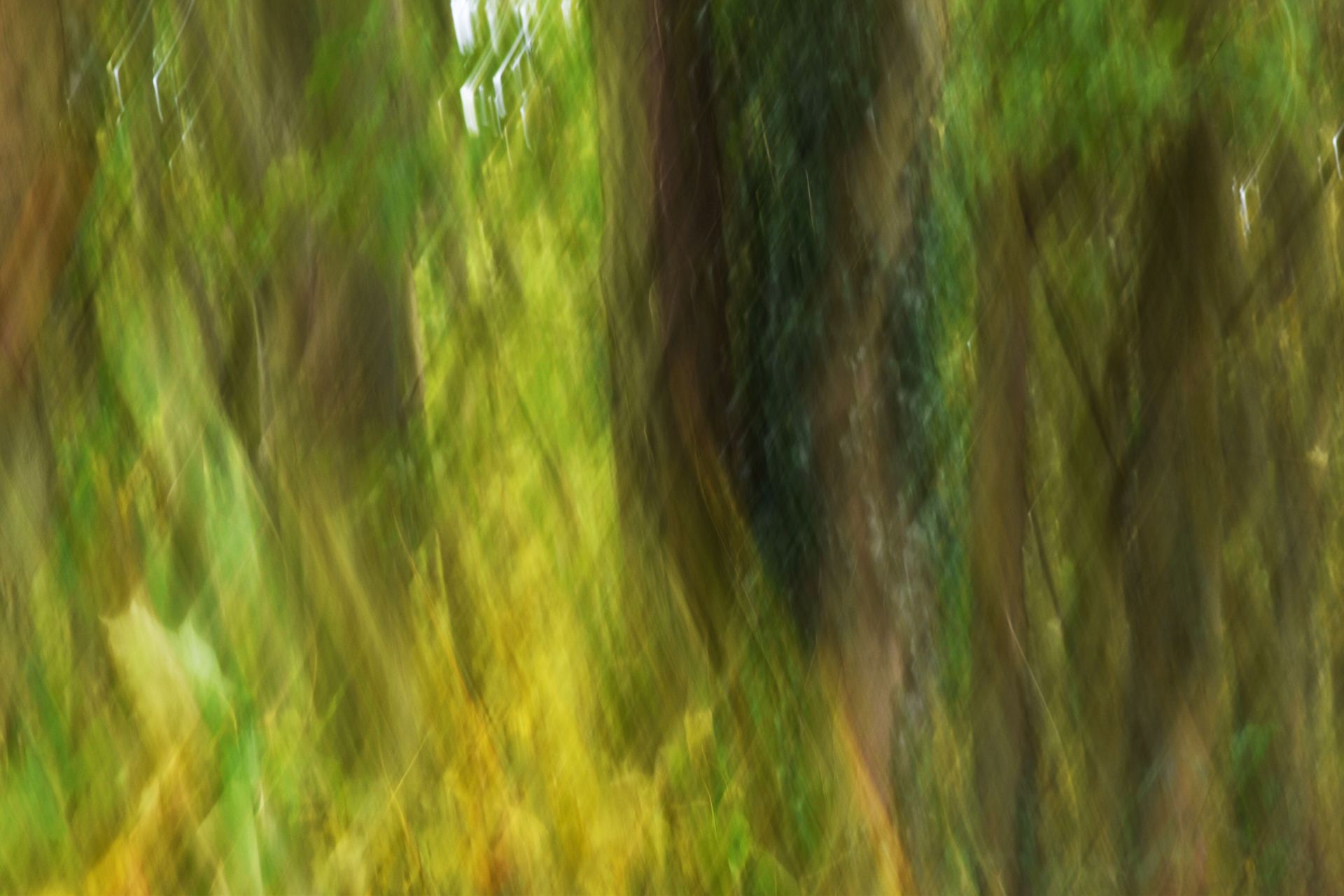 blurry forest
