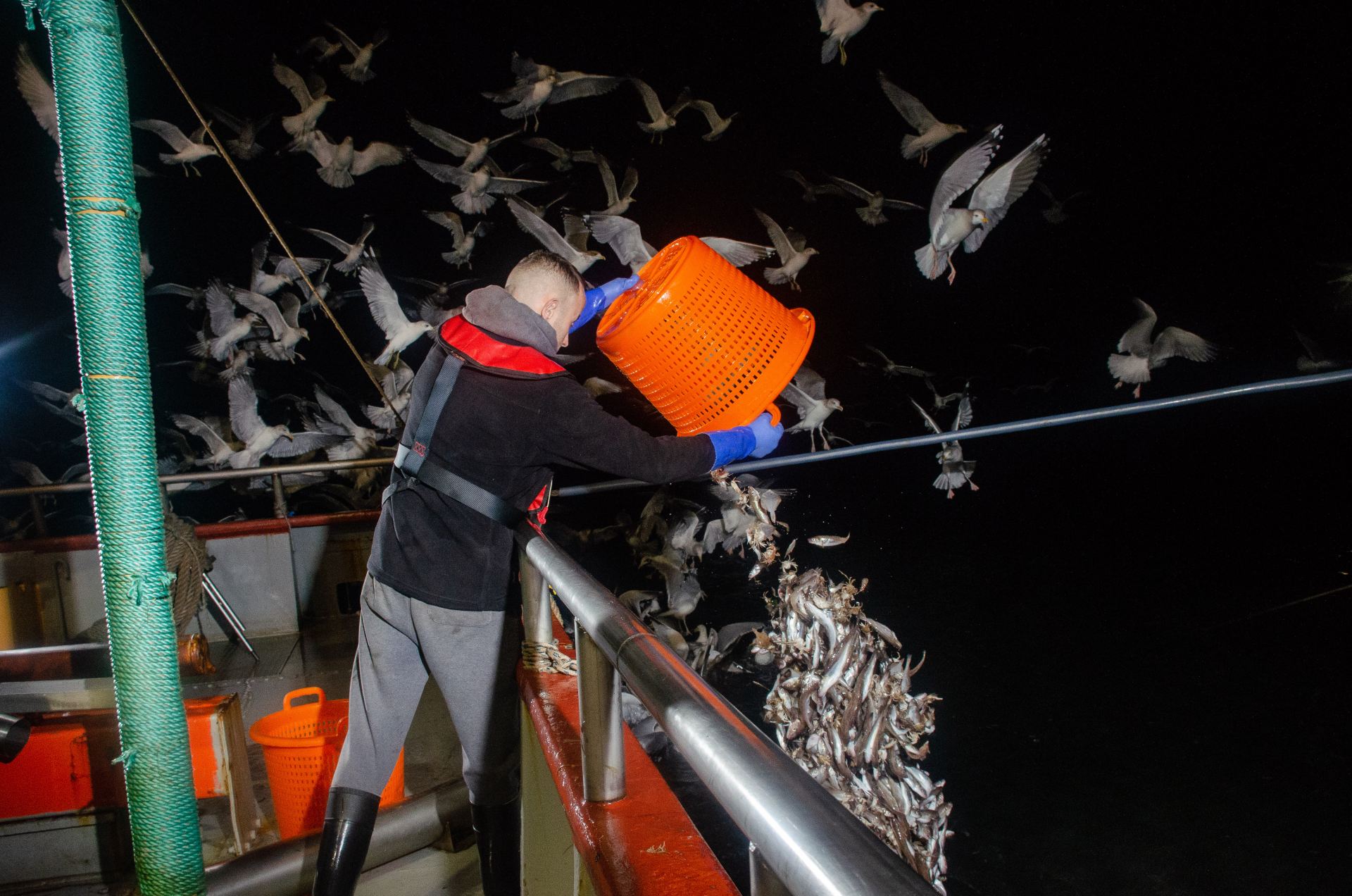 Fisherman emptying bucket of fish and crabs into the sea, surrounded by seagulls