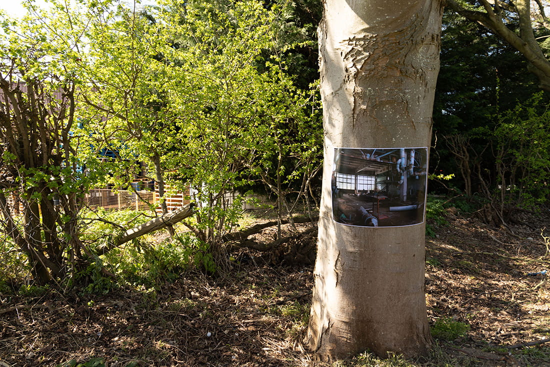 A photograph showing a tree with a photograph pinned to it.